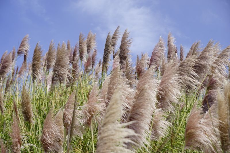 Pampas Grass Control in Ventura County, CA