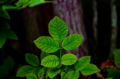 Poison Ivy Removal in Doylestown, PA