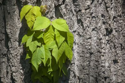 Poison Ivy Removal in Pottstown, PA