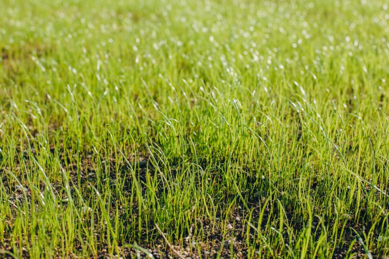 Lawn Rejuvenation