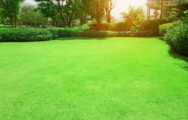 Lawn Rejuvenation