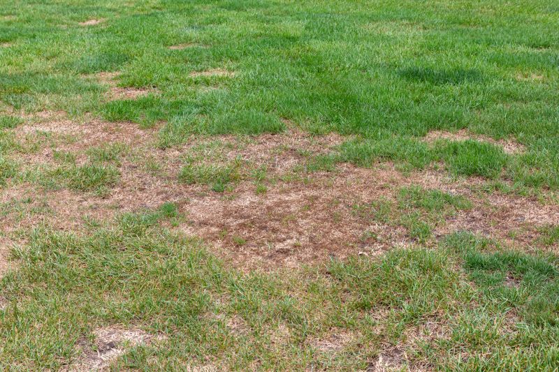 Lawn Condition