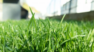 Grass Fertilizing Service in Ventura County, CA