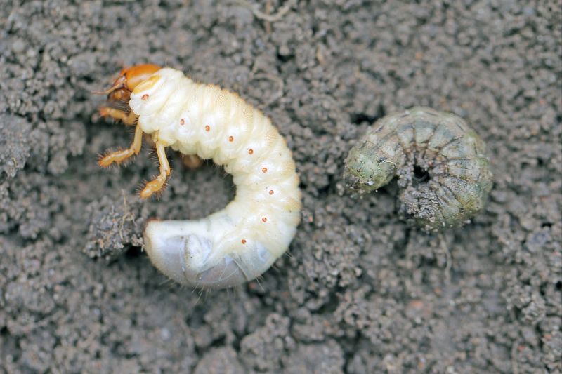 Grub Control in Honolulu, HI