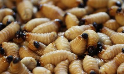 Grub Control in Ventura County, CA