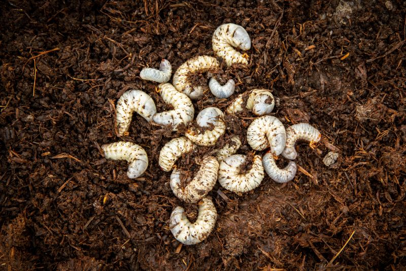 Grub Prevention in Ventura County, CA
