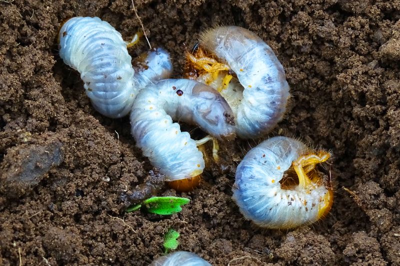 Grub Prevention in Ventura County, CA