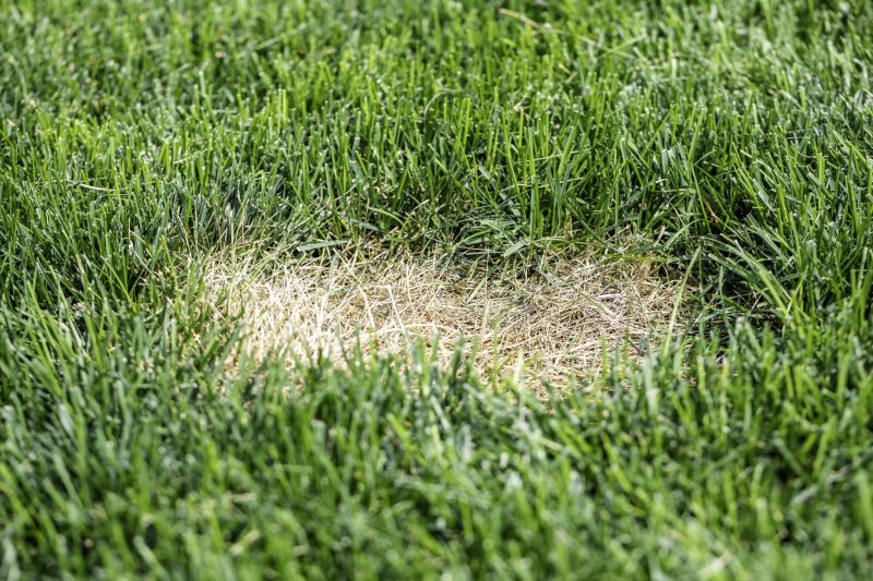Lawn Disease Treatment in Honolulu, HI