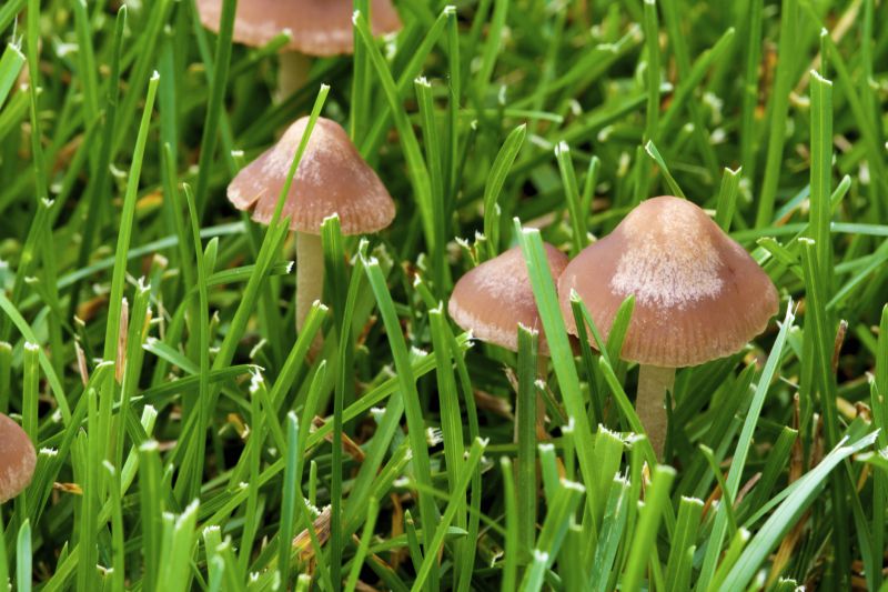 Lawn Fungus Treatment in Ventura County, CA