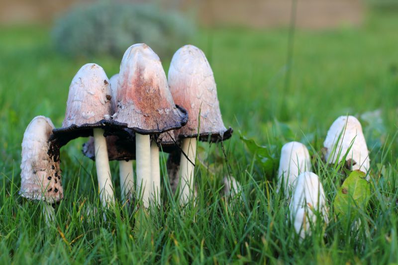 Lawn Fungus Treatment in Honolulu, HI