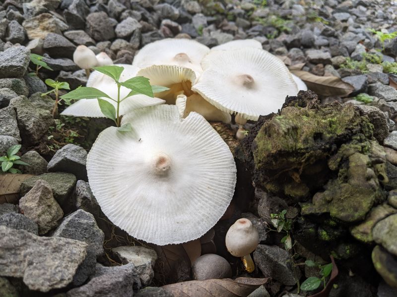 Mushroom Removal Service in Ventura County, CA