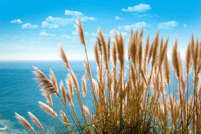 Pampas Grass Control in Ventura County, CA