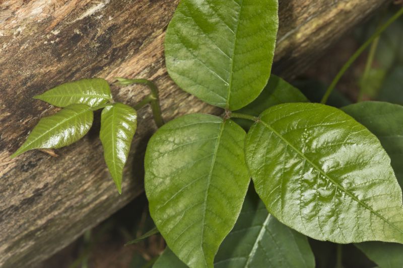 Poison Ivy Removal in Doylestown, PA