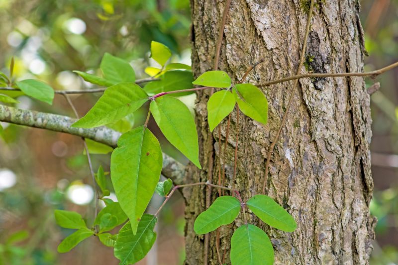 Poison Ivy Removal in Allentown, PA