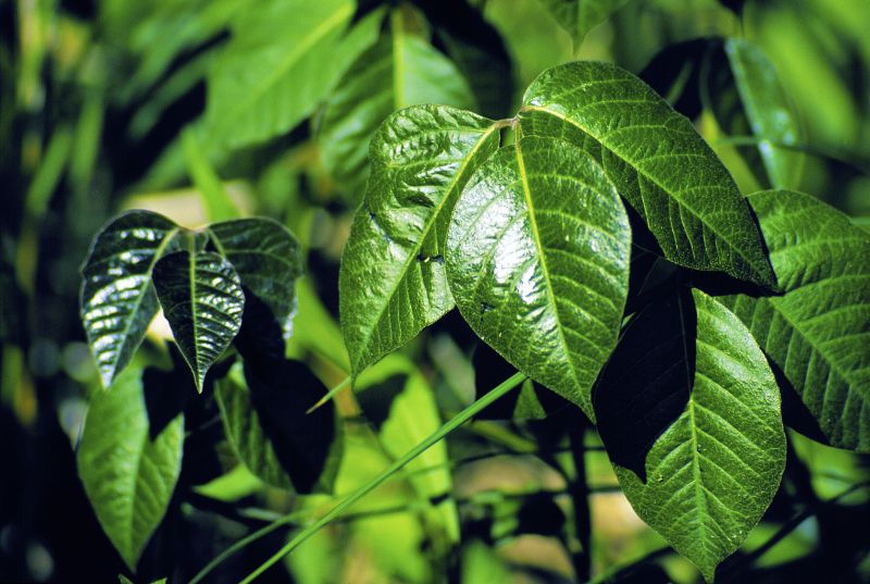 Poison Ivy Removal in Lancaster County, PA