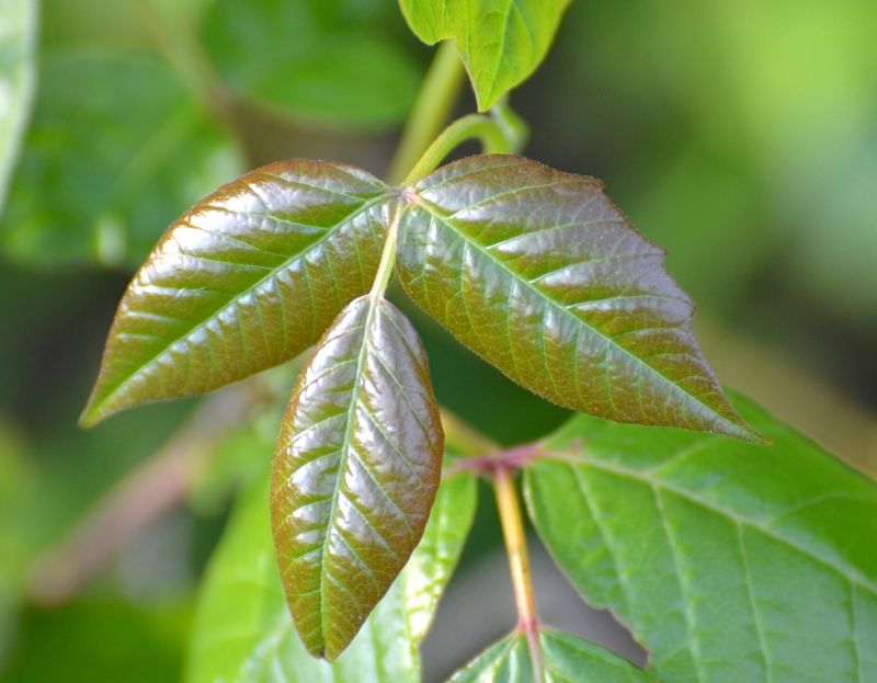 Poison Ivy Removal in Delaware County, PA