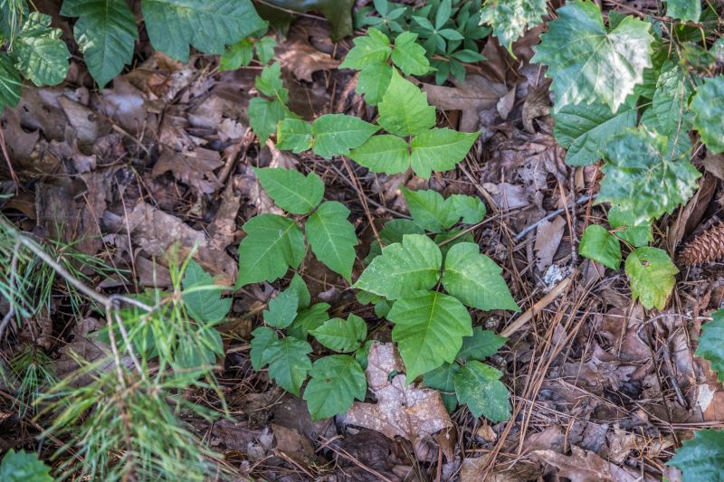 Poison Ivy Removal in Lancaster, PA