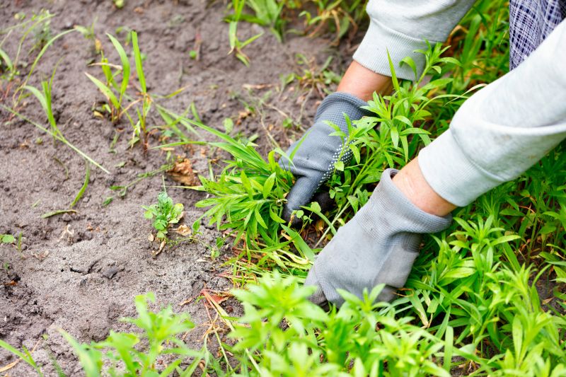 Poison Oak Removal in Allentown, PA