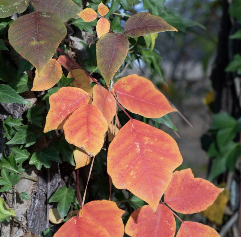 Poison Oak Removal in Wilmington, DE