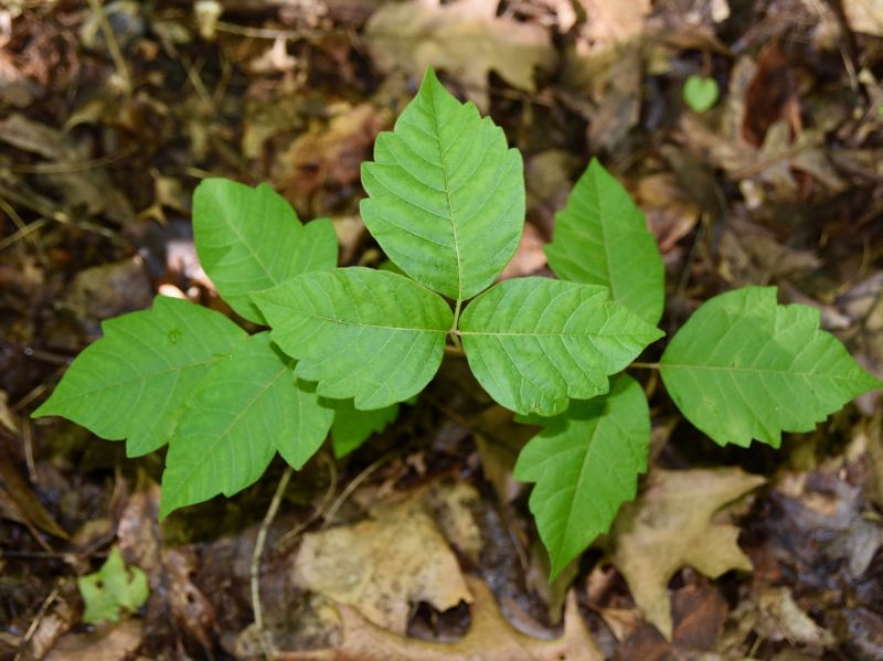Poison Oak Removal in Wilmington, DE