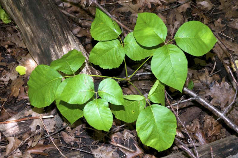 Poison Oak Removal in Ventura County, CA