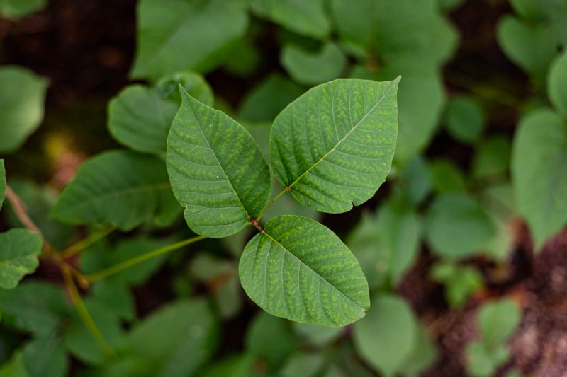 Poison Oak Removal in Ventura County, CA