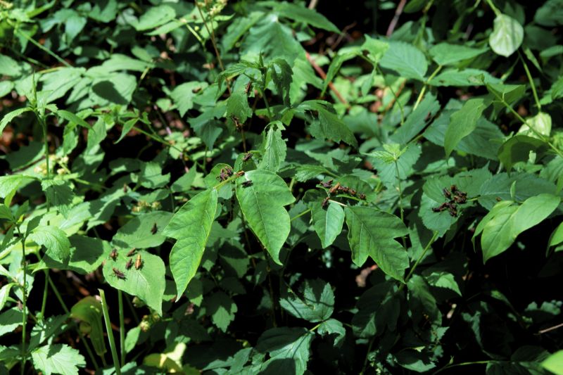 Poison Oak Removal in Lancaster, PA