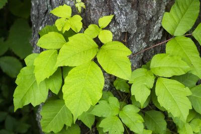 Poison Oak Removal in Doylestown, PA