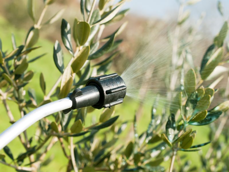 Thistle Control in Ventura County, CA