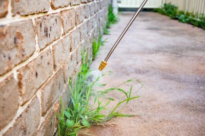 Thistle Treatment in Aiken, SC