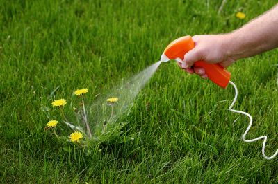 Thistle Treatment in Ventura County, CA